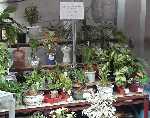 potplant1